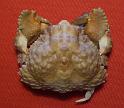 Calappa liaoi